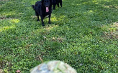 Dog walking and pet sitting in Philadelphia, Pennsylvania