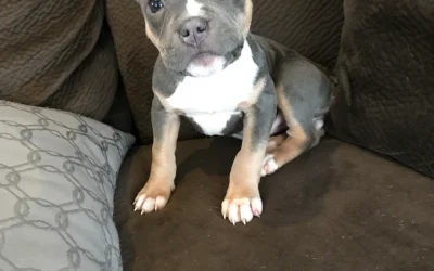 Dog walking and pet sitting services