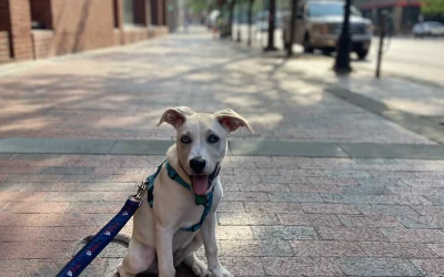 Dog walking and pet sitting services in Old City