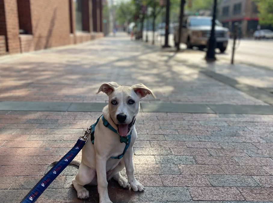 Dog walking and pet sitting services in Old City