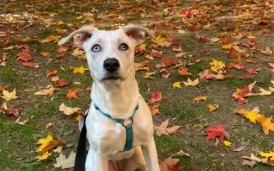 Cold Weather Pet Care