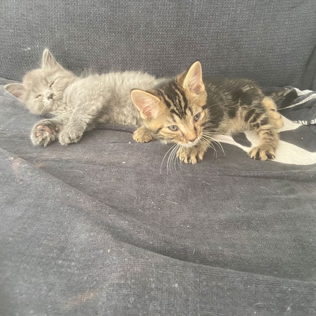 Cat Sitting