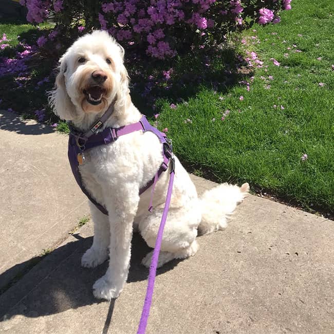 Dog Walking