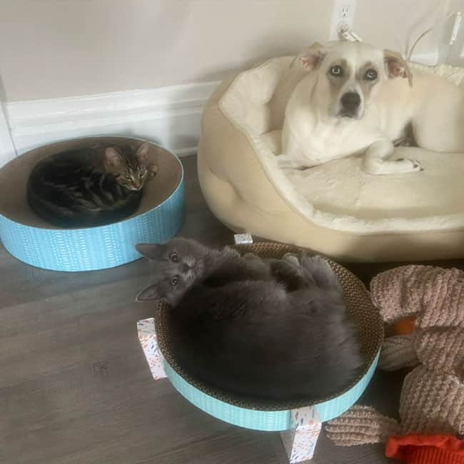 VIP Pet Sitting