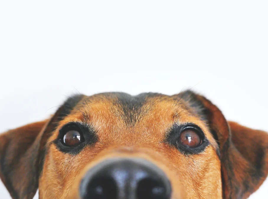 3 Tips for Giving the Best Dog Walk Possible