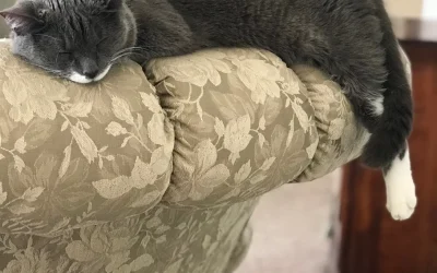 Does your cat scratch your furniture?