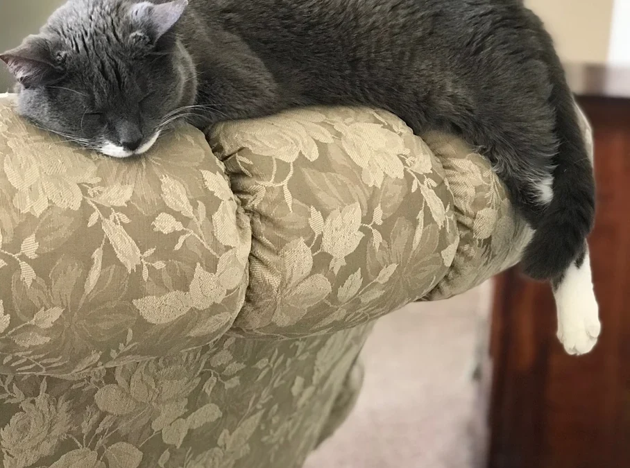 Does your cat scratch your furniture?